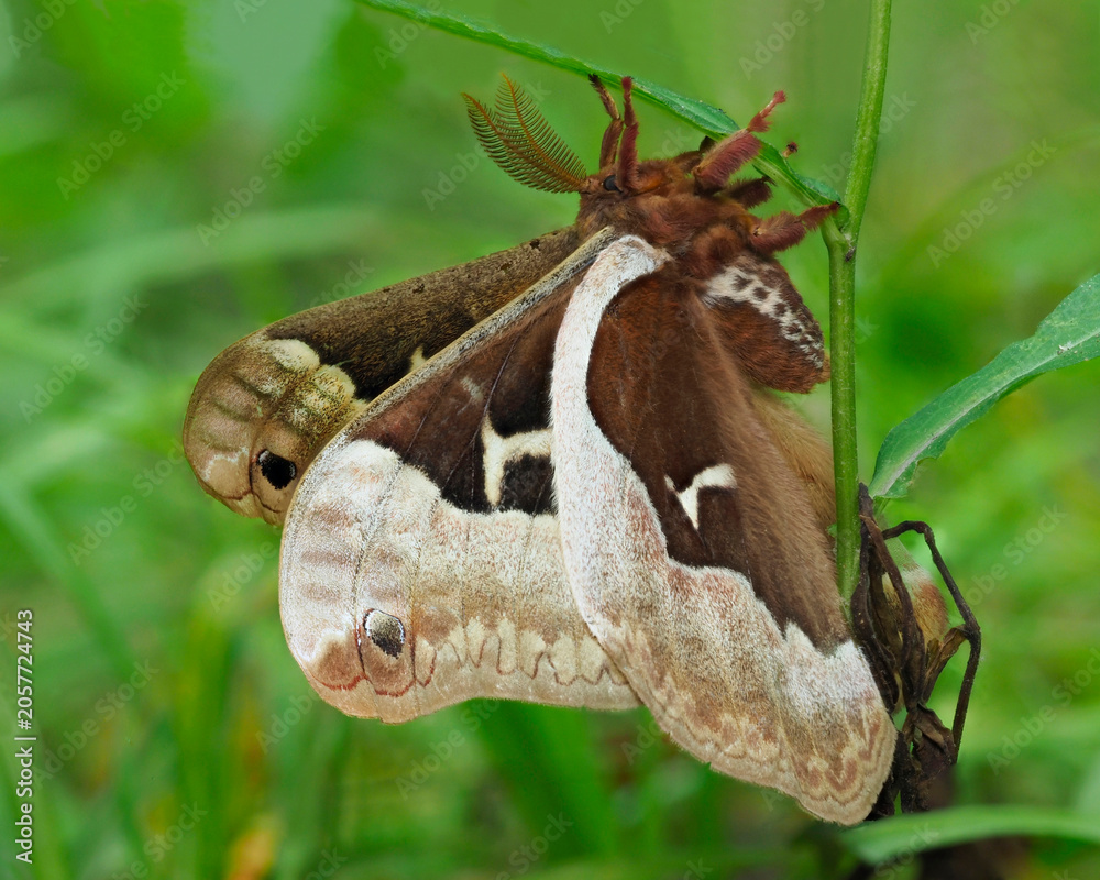 Fototapeta premium A Focus Stacked Close-up Image of a Callosamia Promethea Moth Perched on a Plant on the Ground