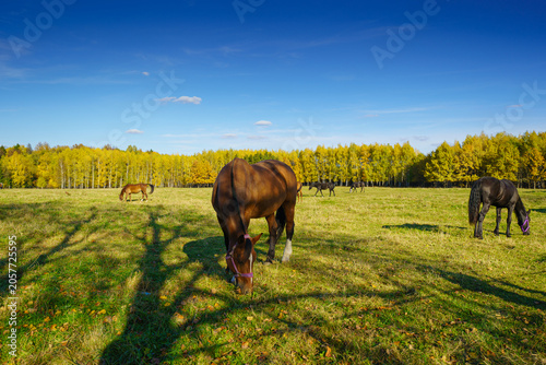 horse in the field