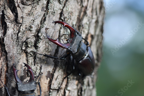 Males of stag beetle (Lucanus cervus) on the tree trunk. Duel of two males. Close up.