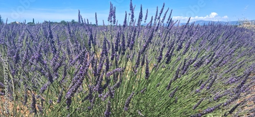 Valensole