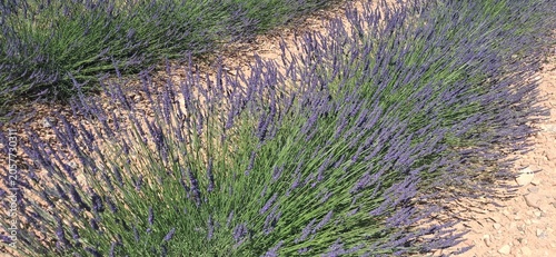 Valensole