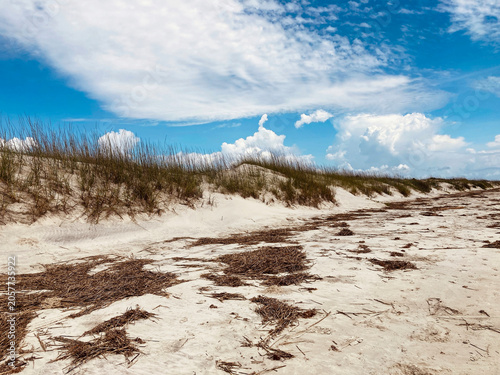 Sand Dunes Seaweed