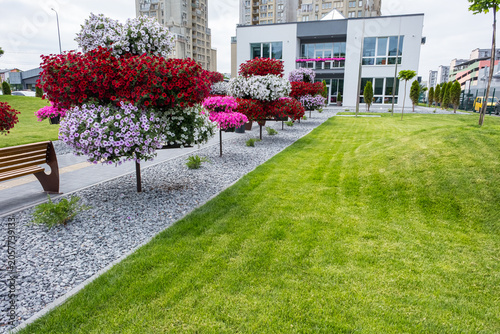 Modern landscaped garden with green lawn, colorful flowering shrubs and residential building
