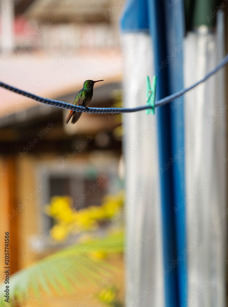 Obraz premium colibri sur fil à linge avec pinces, bocas del toro, Panama 