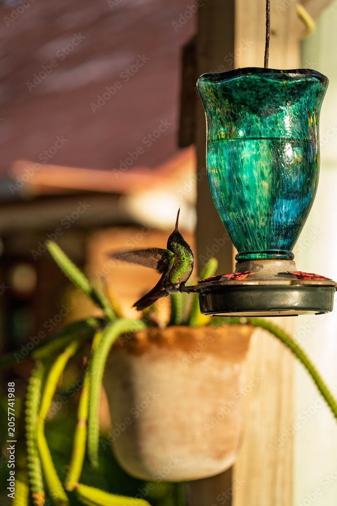 Obraz premium colibri ailes déployées, bocas del toro, Panama