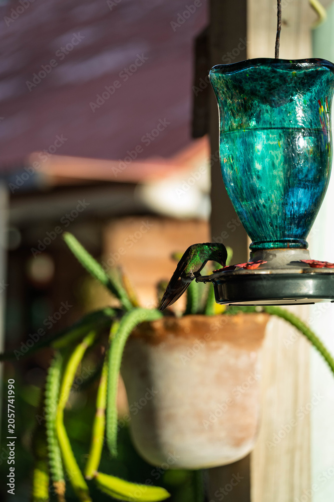 Obraz premium colibri buvant, bocas del toro, Panama