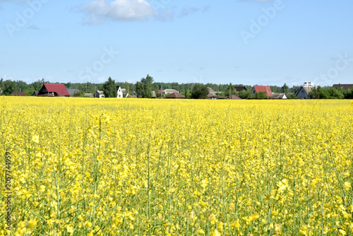 Rural landscape. A field of blooming rapeseed and a village in the distance.
