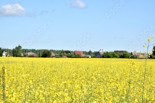 Rural landscape. A field of blooming rapeseed and a village in the distance.

