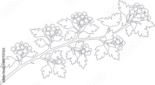 Konstfotografi Delicate botanical hawthorn branch vector illustration, detailed floral line art