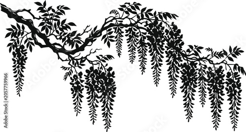 Schilderij op canvas Vintage wisteria branch vector illustration, black silhouette of hanging flower