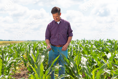 Farmer inspecting young corn plants in field