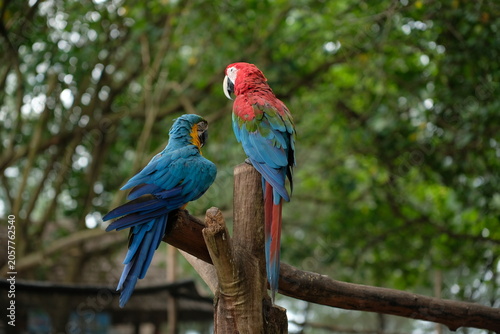 Scarlet and Blue-and-Yellow Macaws perched together on a branch, back view