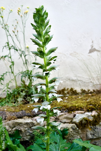 Canvas Print Close up shot of Acanthus mollis flower spike against rustic stone wall in Munic