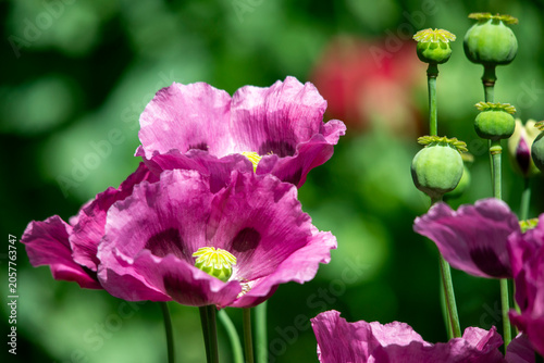 Obraz na plátně opium poppy (Papaver somniferum) flowers and seed heads with green out of focus background