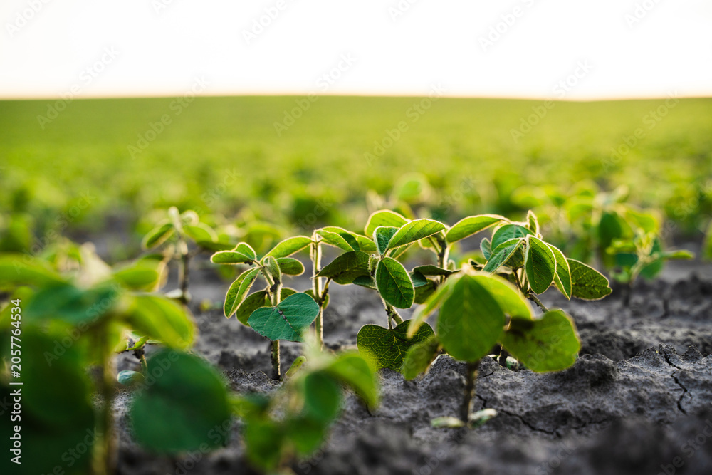 Fototapeta premium Green soybean plants growing in dry soil, sun shining on an agricultural field for farming, sustainability concept