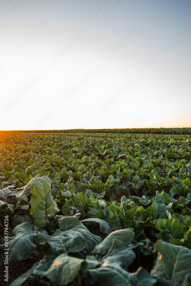 Fototapeta premium Green vegetable crops growing in fertile agricultural field under sunset light, showing organic farming and sustainable production