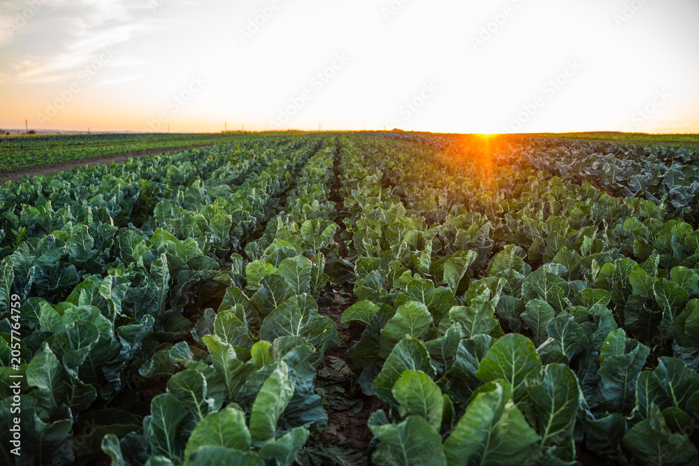 Fototapeta premium Green vegetable crop field growing under golden sunset sky showcasing agriculture and sustainability