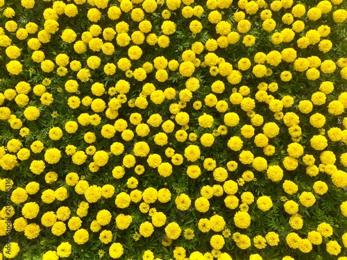 Field of large yellow marigolds with pompom flowers