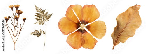 Obraz na płótnie PNG Dried botanical elements arrangement on transparent background