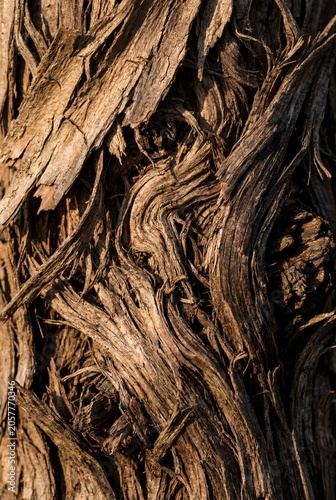 Old tree bark texture macro