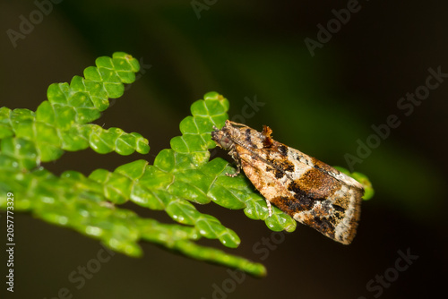 Red-banded Leafroller Moth - Argyrotaenia velutinana