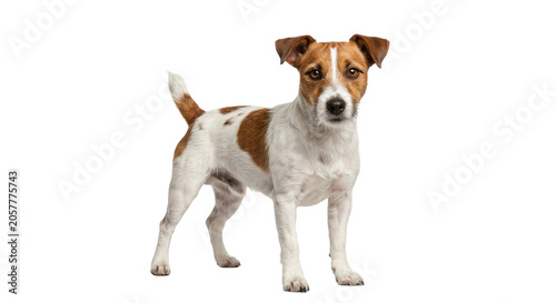 Obraz na plátne Alert Jack Russell Terrier dog standing on a white background looking at the cam
