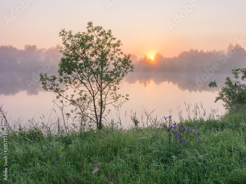 Schilderij op canvas a peaceful sunrise over a misty lake, with a lone tree and green grass in the fo