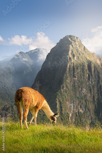 Canvastavla A llama grazing on a Machu Picchu's terrace at sunrise, Huayna Picchu view in the background