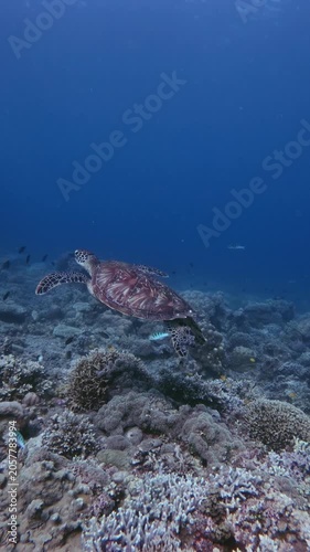 Tracking shot to a juvenile green sea turtle (Chelonia mydas) leisurely swimming along with fishes over dense coral colonies in the deep blue sea. Dauin, Philippines