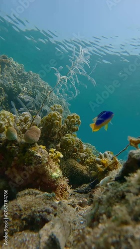 Low angle view pov capturing a cerulean damselfish (Pomacentrus caeruleus) curiously checking the camera in clear water during diving in Dauin, Philippines