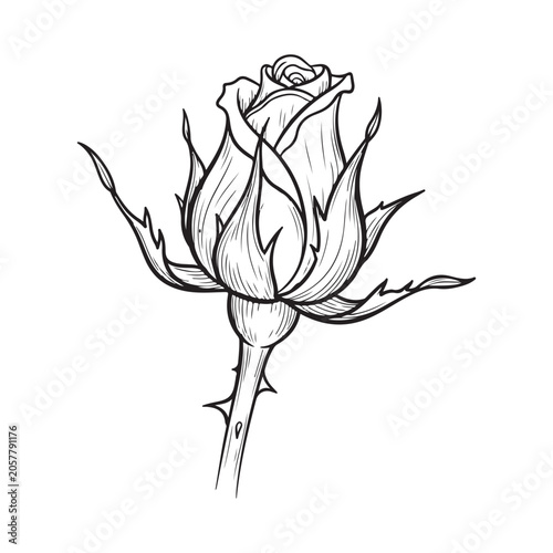 Canvas Print Rose bud hand drawn line art illustration with stem and thorns for floral design