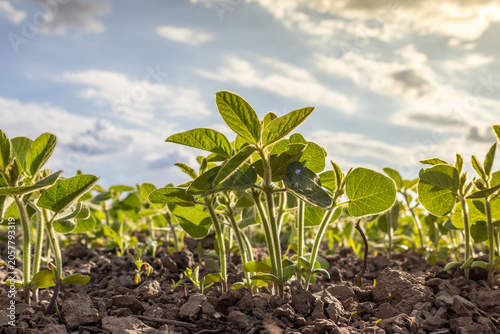 New Soybean Plants Grow Under the Sun in a Field With Clouds in the Sky During Warm Daytime Hours