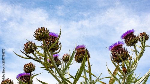 Photos Alcachofa silvestre,  planta herbácea del género Cynara de la familia Asteraceae; es cultivada desde la antigüedad como alimento en climas templados