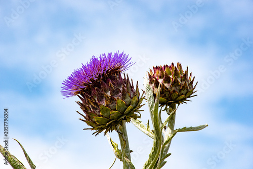 Alcachofa silvestre,  planta herbácea del género Cynara de la familia Asteraceae; es cultivada desde la antigüedad como alimento en climas templados.
