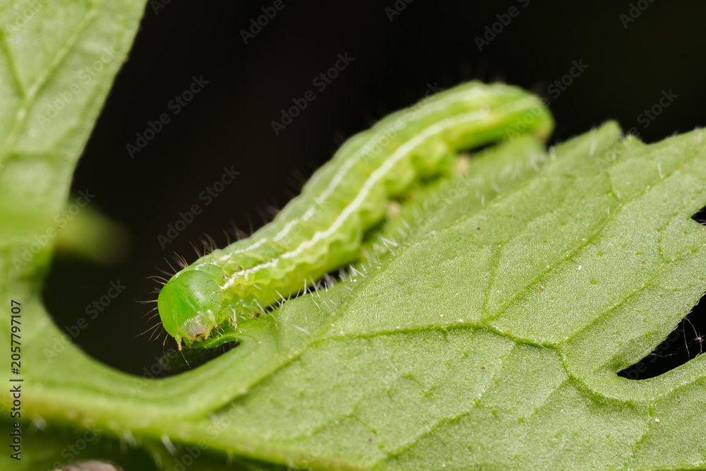 Obraz premium Green Cabbage Looper Caterpillar on Green Leaf Macro Nature