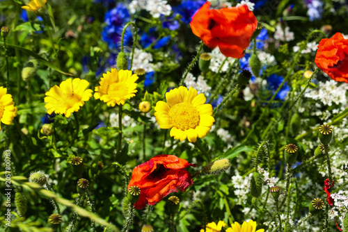 Colorful Wildflower Meadow with Red Poppies and Summer Blossoms