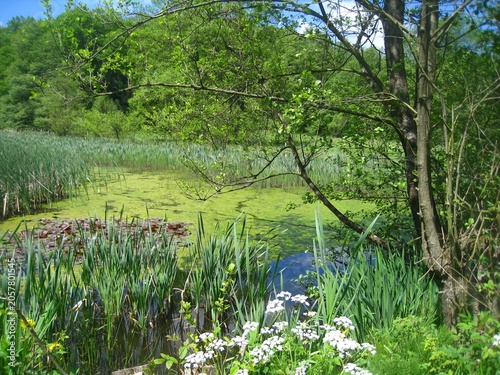 ein kleiner Tümpel im Wald - eine grüne Oase