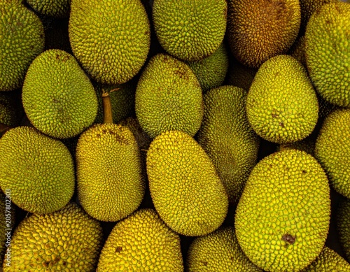 Abundant, ripe, prickly green jackfruits clustered together, showcasing their unique texture and vibrant yellow-green hues in a detailed, naturalistic close-up.