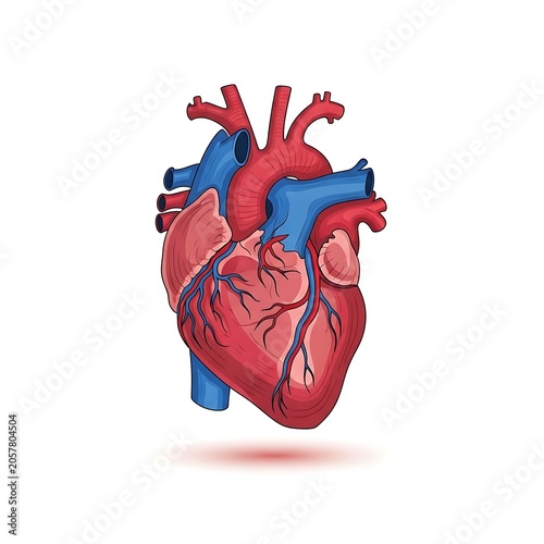 Red heart with blue and purple veins isolated on white.
