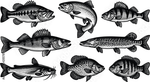 Tableau sur toile Vintage woodcut style freshwater fish collection with detailed monochrome illust