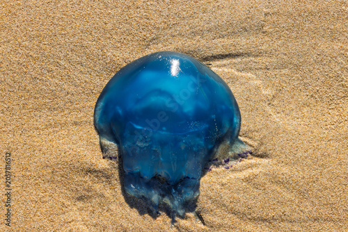 Jellyfish, Vibrant Blue Organism Washed Ashore on Sandy Beach, Capturing Nature's Unexpected Beauty and Coastal Wonders. Ostend, a coastal city in Belgium, Europe.