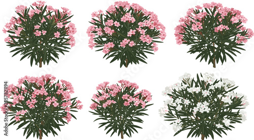 Fotografi Oleander Flower Bush Set Flat Vector Illustration with Isolated Green Nerium Shr