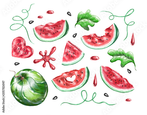 Set of watermelon. Watercolor hand painted illustration 