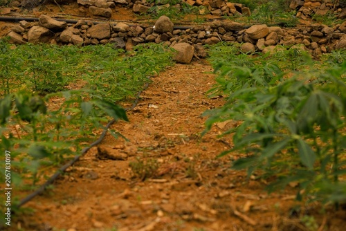 Tomato plants growing in a rural garden with rocks and soil