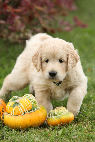 Adorable gold retriever puppy with pumpkins