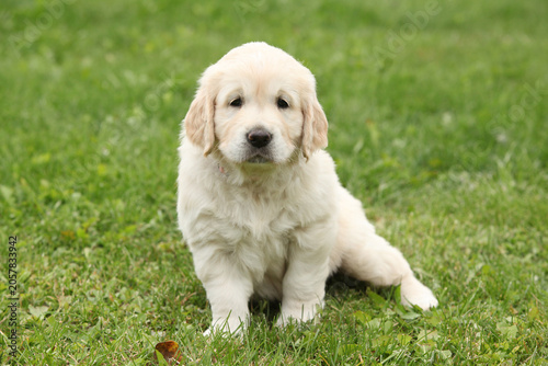 Amazing puppy of gold retriever in the garden