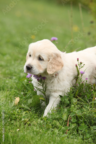 Amazing puppy of gold retriever with flowers in the garden