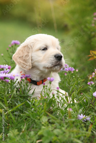 Amazing puppy of gold retriever with flowers in the garden