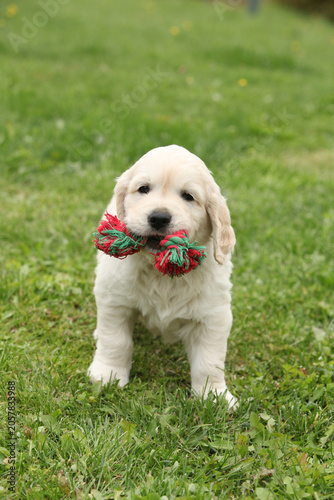 Amazing puppy of gold retriever with a toy in the garden