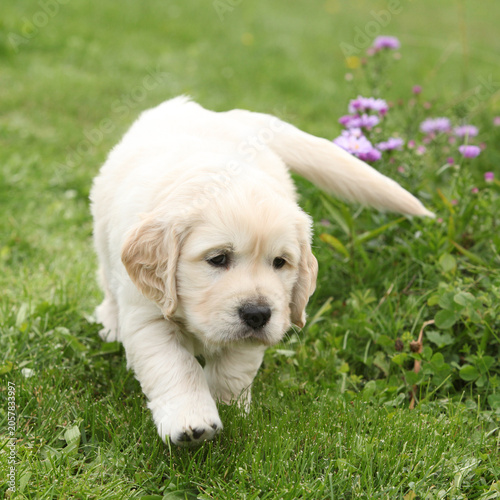 Amazing puppy of gold retriever with flowers in the garden